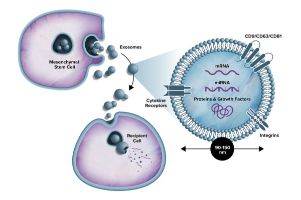 exosomes cellular model